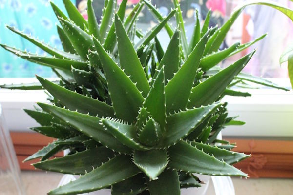 ������� ����� �� ���� ����: ��� ��������� ���������� ������� �� �����������